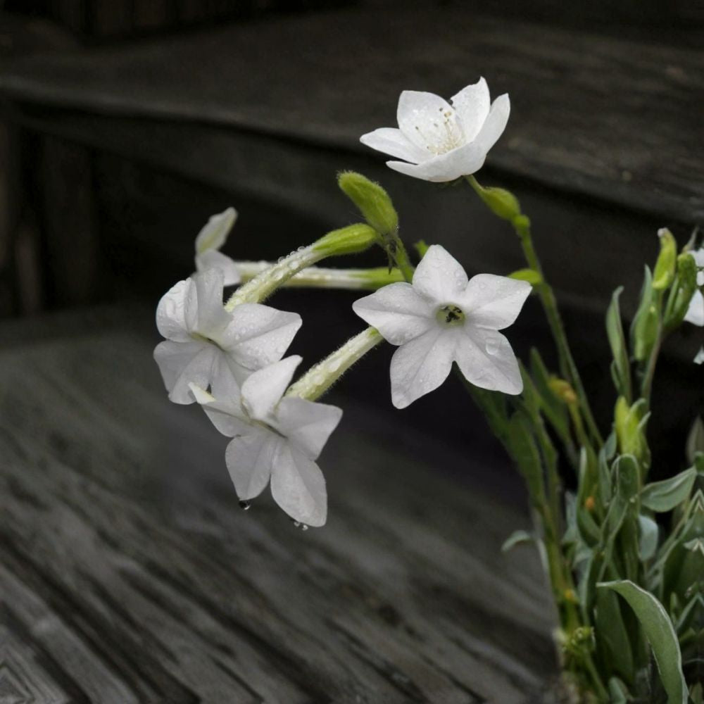 Jasmine Tobacco Seeds - 100+ Nicotiana Alata Night Scented Flowers for Evening Gardens