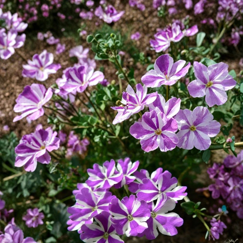 Precision Purple & White Ivy Leaf Geranium Seeds – 25+ Trailing Flower Seeds for Hanging Baskets & Patio
