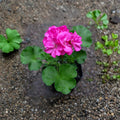 Patriot Pink Rose Geranium Live Plant - 4 Inch Zonal Pelargonium with Deep Pink Blooms