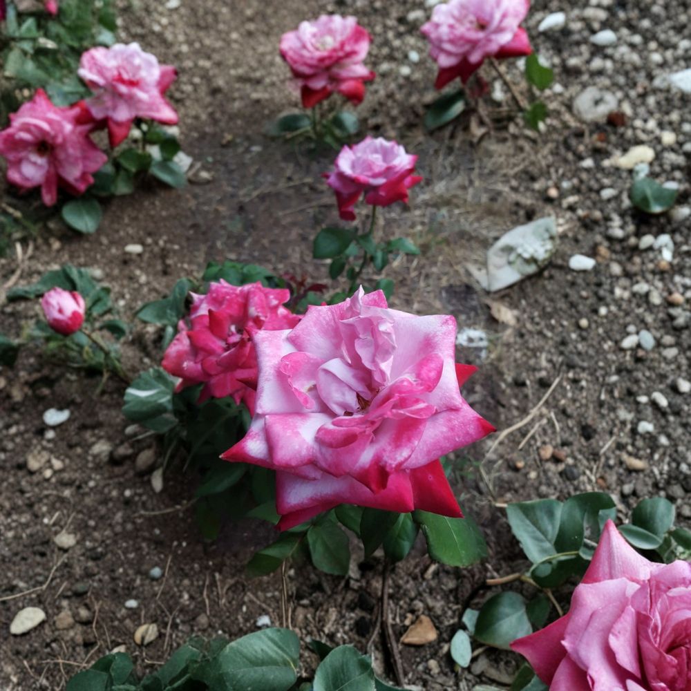 Paradise Hybrid Tea Rose – Lavender Pink Magenta Live Bush Plant | 3 Gallon Size