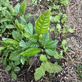 Loquat Fruit Trees Eriobotrya japonica Set of 2 Bare Root Seedlings 5”+ Indoor Outdoor