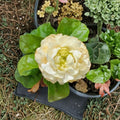 Grand Duke of Tuscany Jasmine Plant Set of 2 – Jasminum sambac Live Starter | Double Bloom Arabian Jasmine
