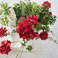 Organic Red Geranium Cuttings – 6 Unrooted Pelargonium Live Plant Cuttings with Bright Red Blooms