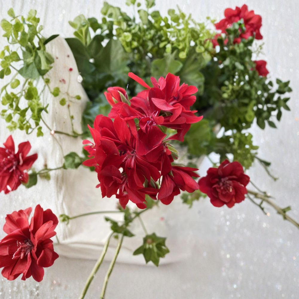 Organic Red Geranium Cuttings – 6 Unrooted Pelargonium Live Plant Cuttings with Bright Red Blooms