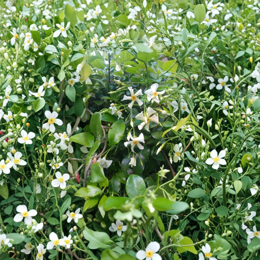 Asian Star Jasmine Plants 5 Pack – Trachelospermum asiaticum Live Vines 2 Ft Long