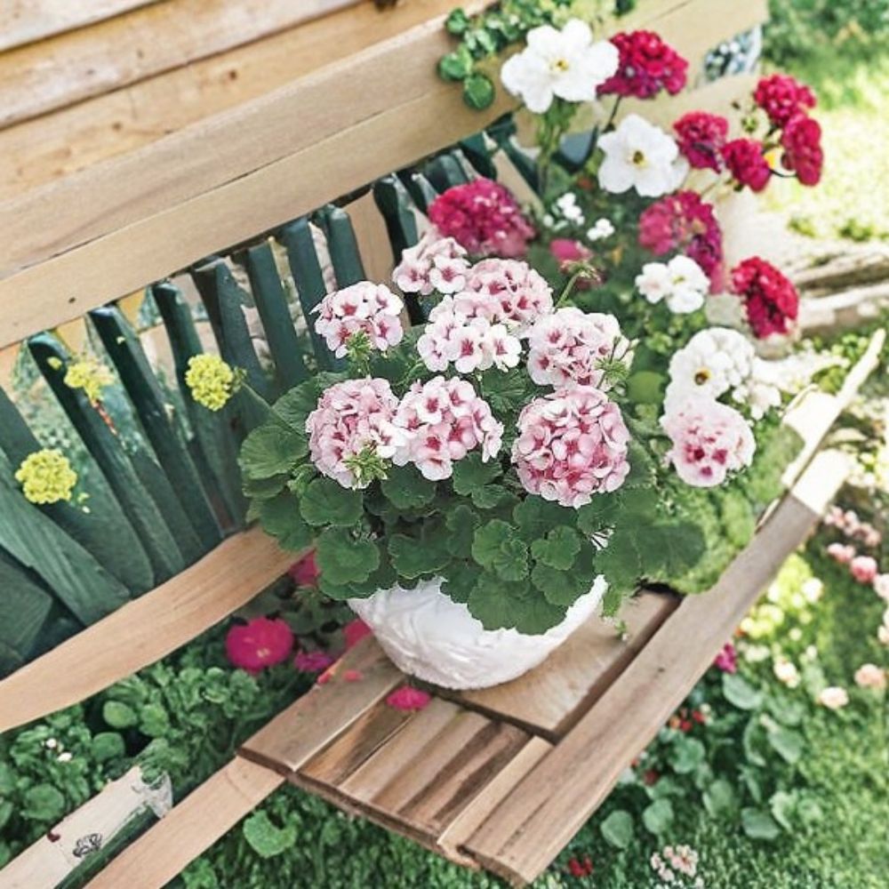 Geranium Maverick Star Pelargonium Seeds | 100 Blush Pink Flowers with Deep Pink Eye