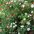 Trevor’s White Geranium Seeds – 25+ Premium White Pelargonium Flower Seeds for Garden & Containers