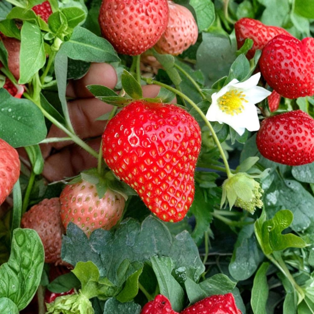 Benikahime Strawberry Plants – 6 Pack Bare Root Fragaria × ananassa | Japanese Premium Strawberries