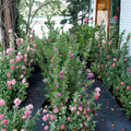 Purple Texas Sage Live Shrub | Evergreen Silver Foliage & Purple Blooms | Drought Tolerant Hedge Plant