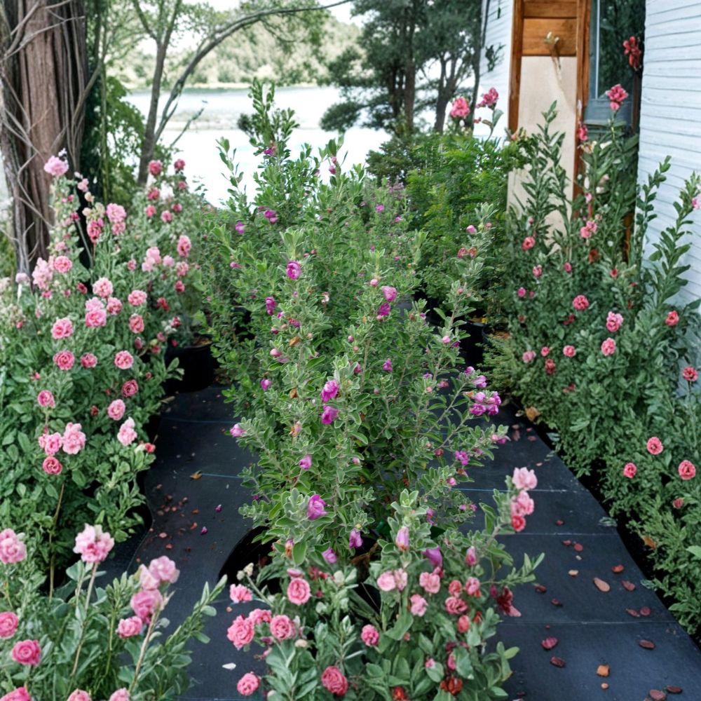 Purple Texas Sage Live Shrub | Evergreen Silver Foliage & Purple Blooms | Drought Tolerant Hedge Plant