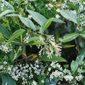 Night Blooming Jasmine Live Plant | Cestrum nocturnum | Fragrant Indoor & Outdoor Shrub