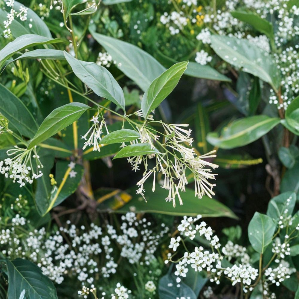 Night Blooming Jasmine Live Plant | Cestrum nocturnum | Fragrant Indoor & Outdoor Shrub