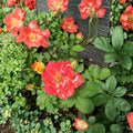 Pinata Rose Live Bush Plant | 5 Gallon Yellow Orange Blooms | Rosa 'Pinata'