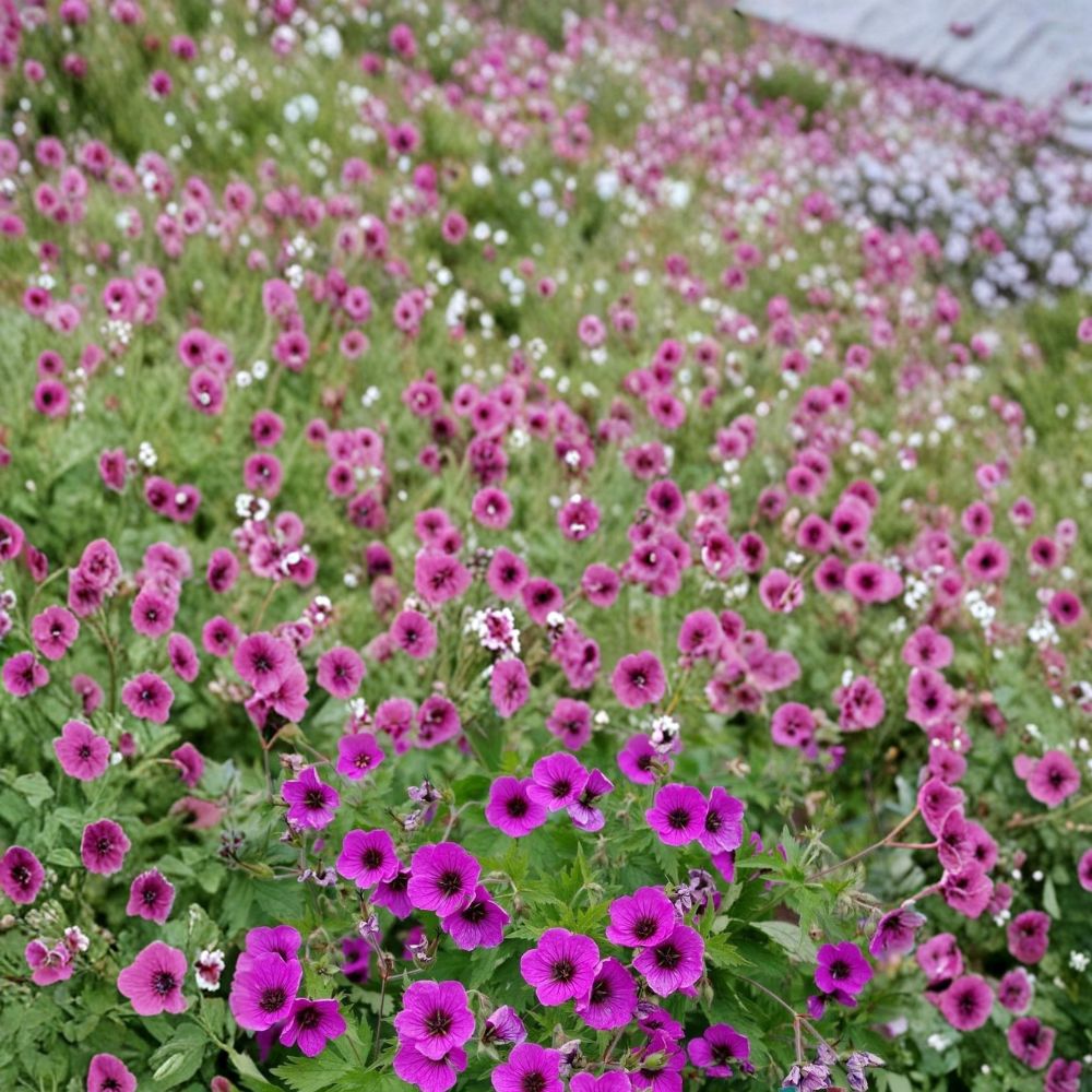 Bressingham Flair Geranium Seeds – Pelargonium Flower Seeds | 25+ Seeds | Patio & Container Friendly