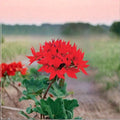 Quantum Red Geranium Seeds – 100 F1 Pelargonium Seeds with Bright Red Star Flowers
