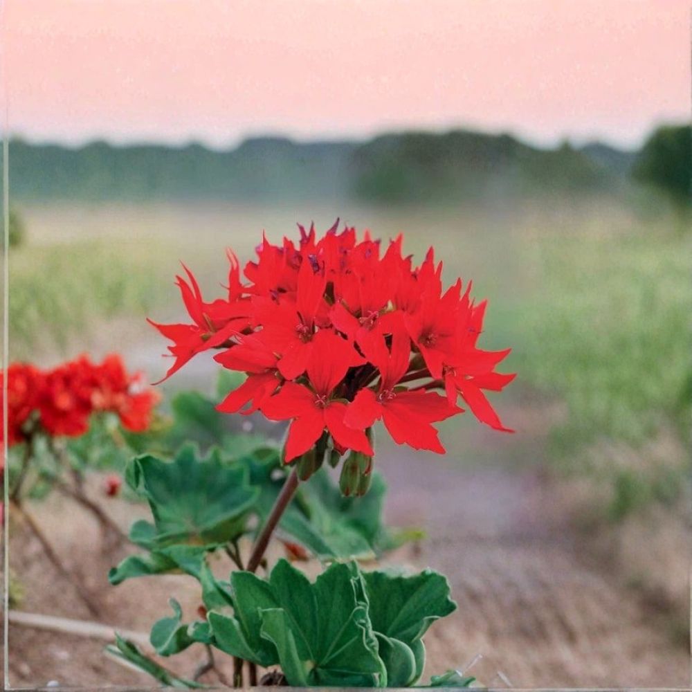 Quantum Red Geranium Seeds – 100 F1 Pelargonium Seeds with Bright Red Star Flowers