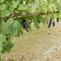 Black Manukka Seedless Grape Vine - 1 Gallon Live Plant | Self-Fertile Seedless Grapes