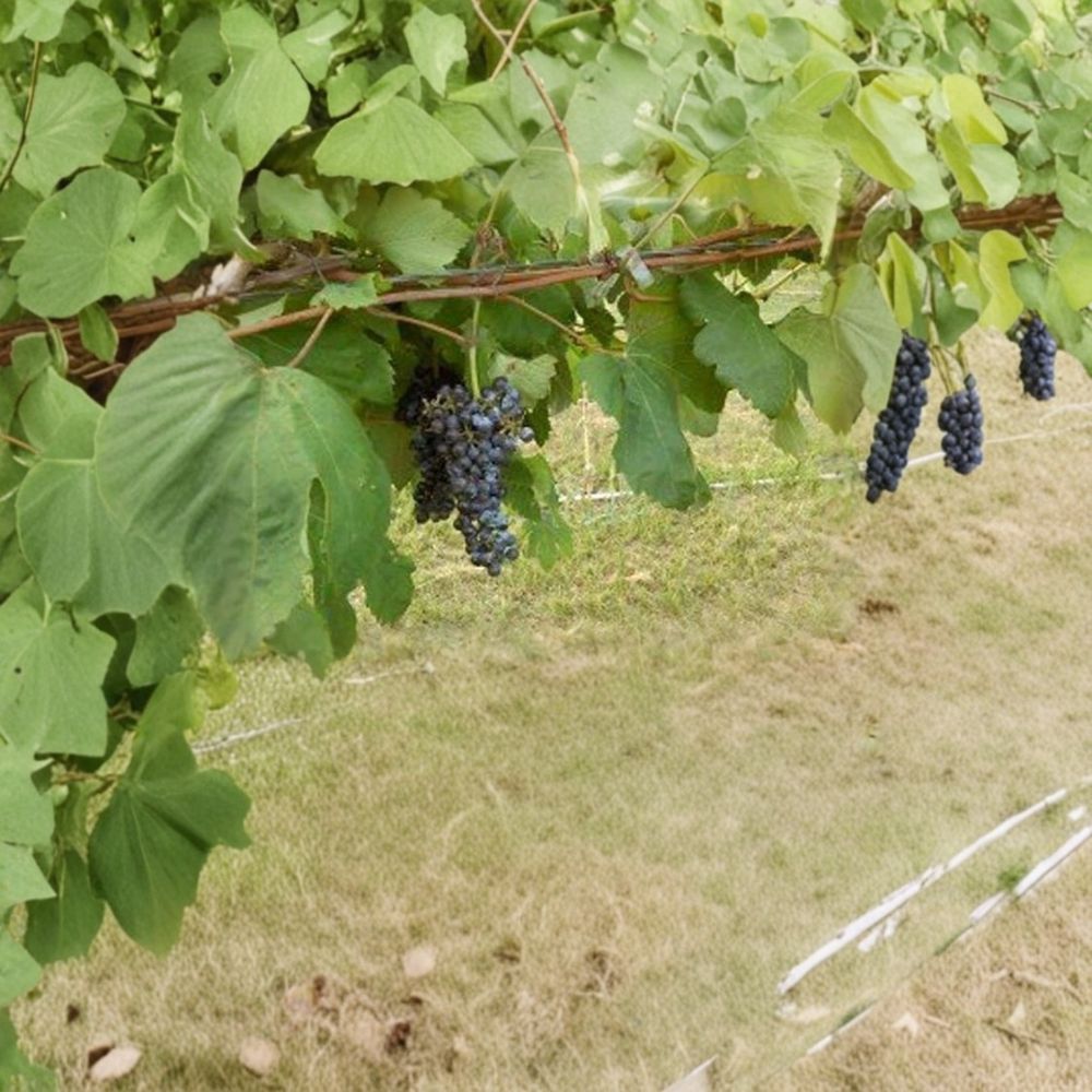 Black Manukka Seedless Grape Vine - 1 Gallon Live Plant | Self-Fertile Seedless Grapes
