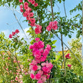 Seven Sisters Rose – Rosa multiflora Live Plant | Heirloom Pink Rambler Climbing Rose