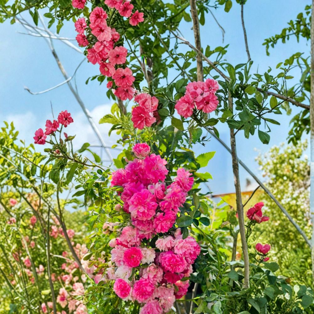 Seven Sisters Rose – Rosa multiflora Live Plant | Heirloom Pink Rambler Climbing Rose