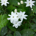Arabian Jasmine Plant Live – Jasminum sambac 15 Inch Tall | Fragrant White Flowering Tropical Vine