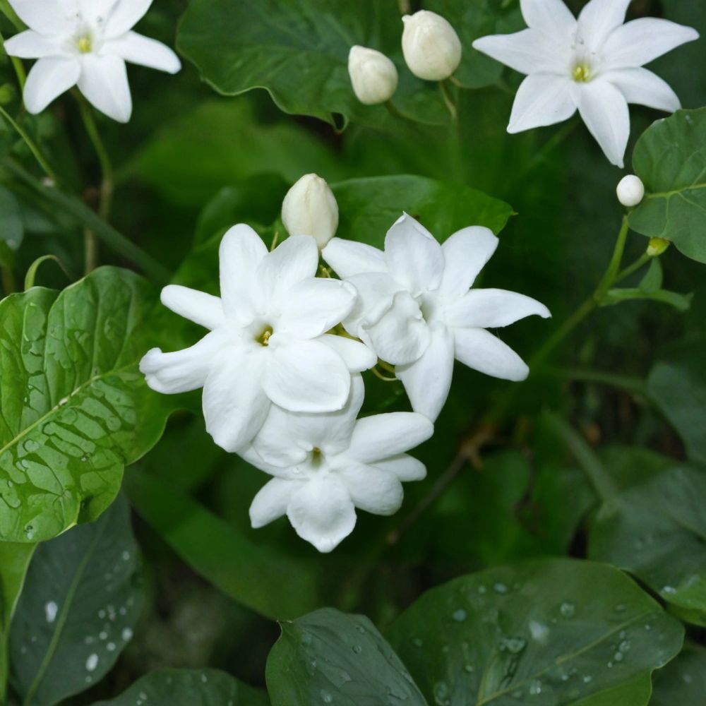 Arabian Jasmine Plant Live – Jasminum sambac 15 Inch Tall | Fragrant White Flowering Tropical Vine