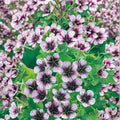 Salome Geranium Seeds – 25+ Premium Flower Seeds for Patio & Container Gardens
