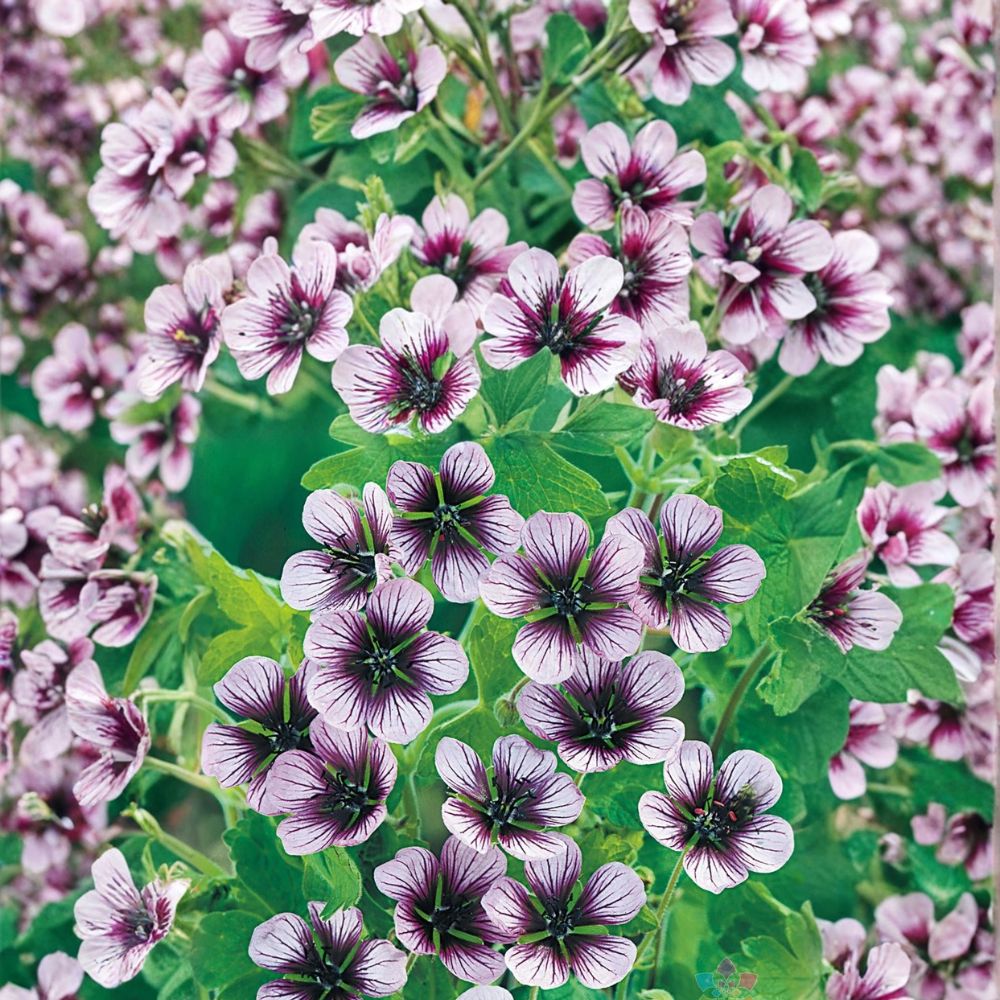 Salome Geranium Seeds – 25+ Premium Flower Seeds for Patio & Container Gardens