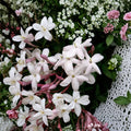 Pink Jasmine Plant – Jasminum polyanthum Live Vine | 6–10 Inch Starter | Fragrant Winter Blooming Climber