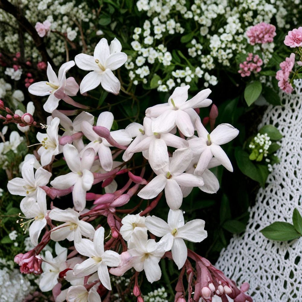 Pink Jasmine Plant – Jasminum polyanthum Live Vine | 6–10 Inch Starter | Fragrant Winter Blooming Climber