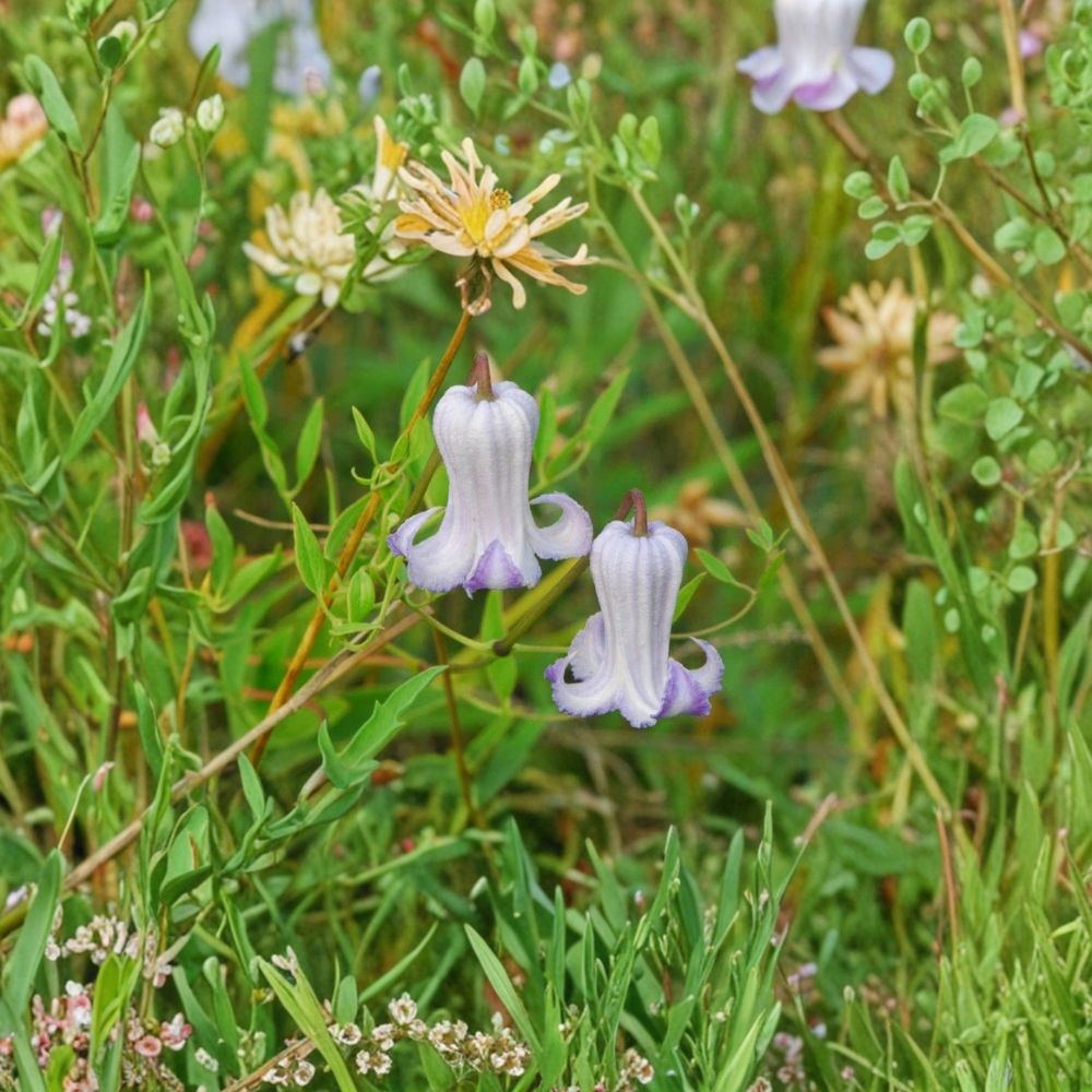 Clematis crispa Seeds – Curly Swamp Leatherflower Blue Jasmine | 5 Seeds | Native Climbing Vine