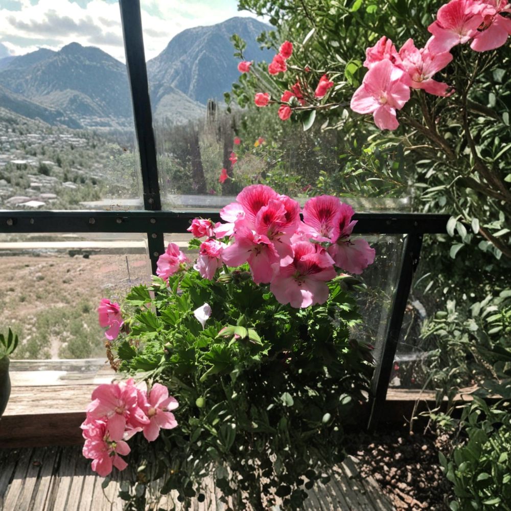 Martha Washington Geranium Cuttings - 4 Mixed Pelargonium Cuttings for Indoor & Outdoor Gardening