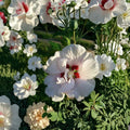 Double Flower White Althea Rose of Sharon – 5 Gallon Live Shrub Plant with Double White Blooms