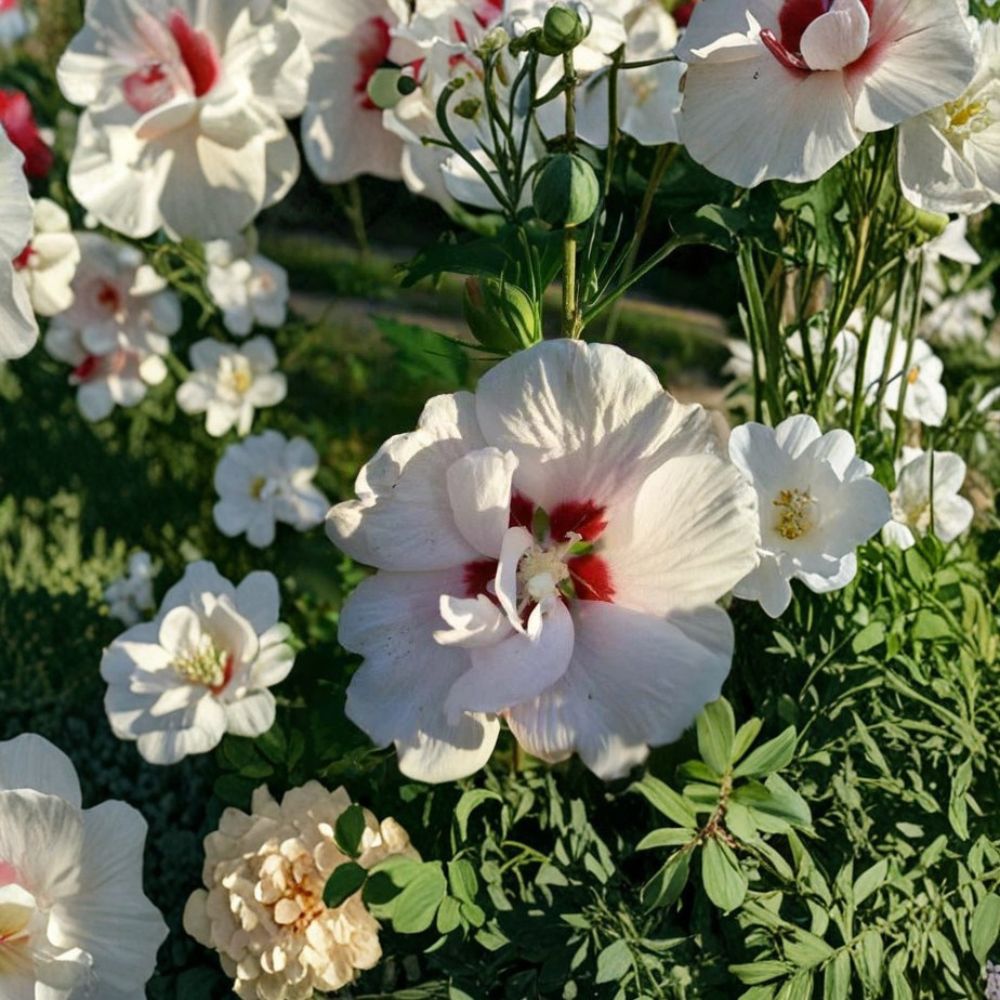 Double Flower White Althea Rose of Sharon – 5 Gallon Live Shrub Plant with Double White Blooms