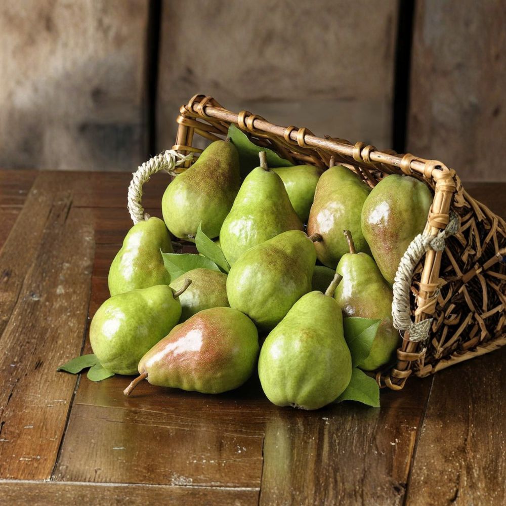 Bartlett Pear Tree Bare Root 32-36 Inches | Pyrus communis 'Bartlett' on Pyrus betulifolia Rootstock