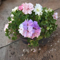 Double Soft Pink Ivy Geranium Cuttings - 8 Pelargonium Rooting Cuttings for Patio & Baskets