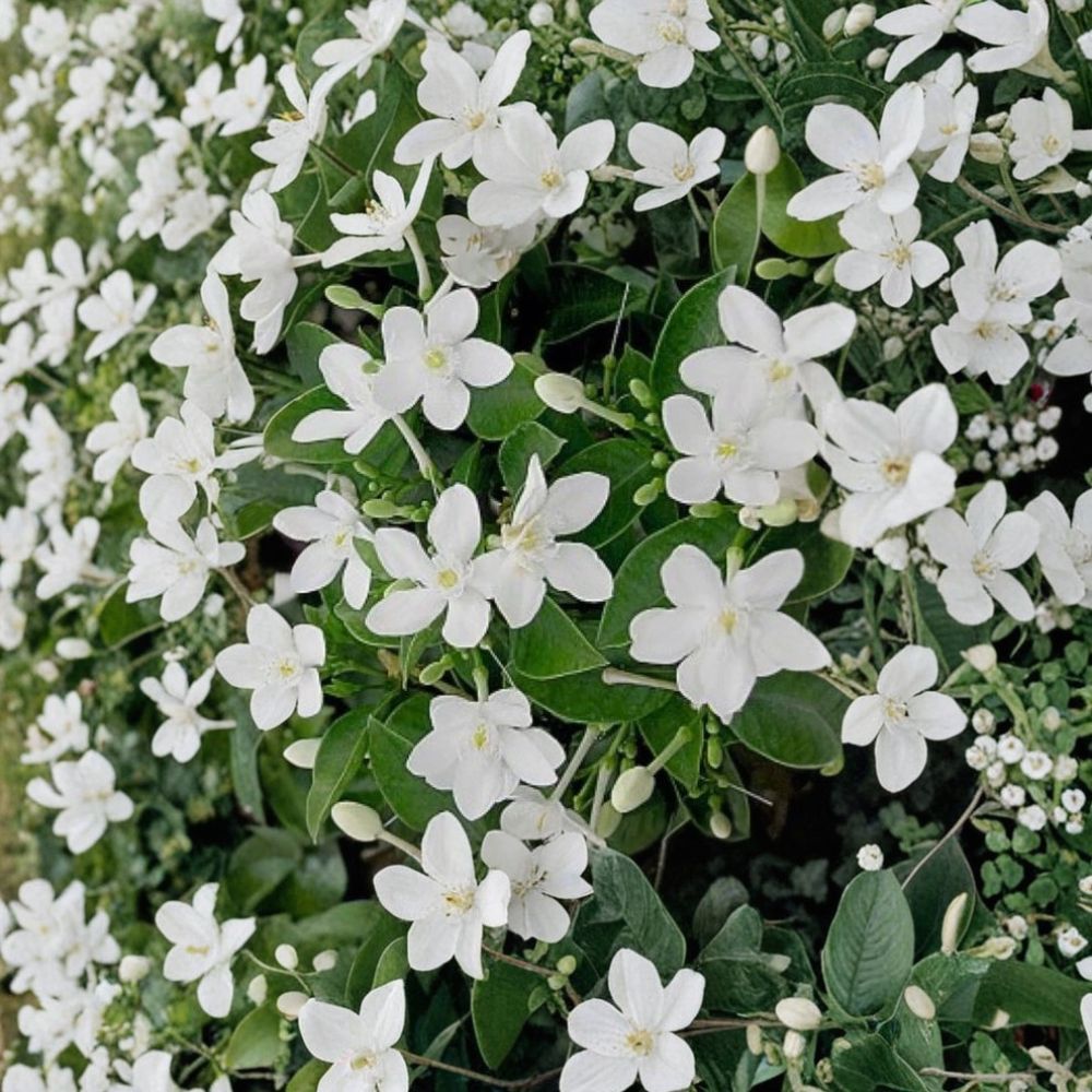 Asian Snow Jasmine Wrightia antidysenterica Live Starter Plant 2-8 Inches Fragrant White Blooms