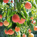 Hujing Honey Peach Tree – Prunus persica Live Plant | Yangshan Premium Sweet Juicy Peach