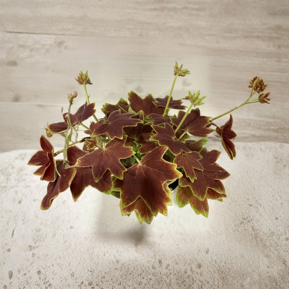 Vancouver Centennial Brocade Geranium - Live 4 Inch Pot | Fancy Leaf Pelargonium