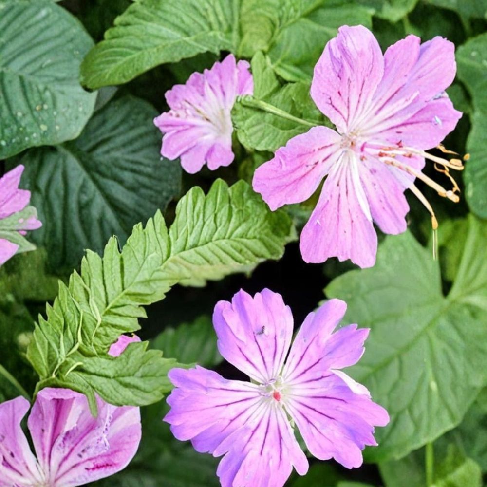 Hexham Feathers Geranium Seeds – 25+ Hardy Perennial Flower Seeds for Cottage Gardens