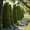 Emerald Green Arborvitae Thuja occidentalis ‘Smaragd’ Starter Plants 20 Pack Bare Root 3–6 Inch Plugs Privacy Hedge Evergreen