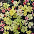 Spring Fling Geranium Seeds – 25+ Premium Pelargonium x hortorum Flower Seeds