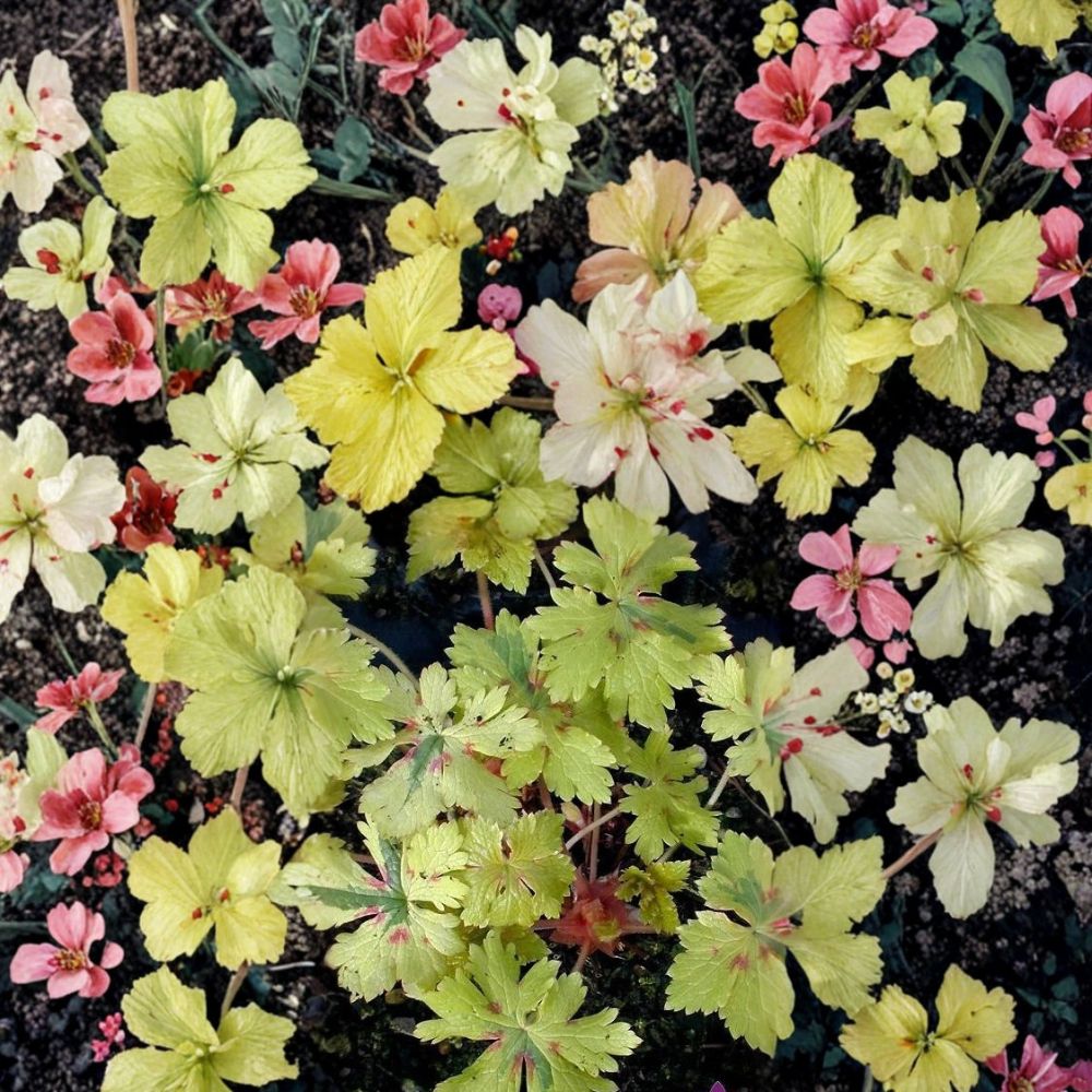 Spring Fling Geranium Seeds – 25+ Premium Pelargonium x hortorum Flower Seeds