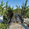 Derby Peach Tree – Live Fruit Tree 4-6 Feet Tall | Semi-Freestone Sweet Juicy Peaches