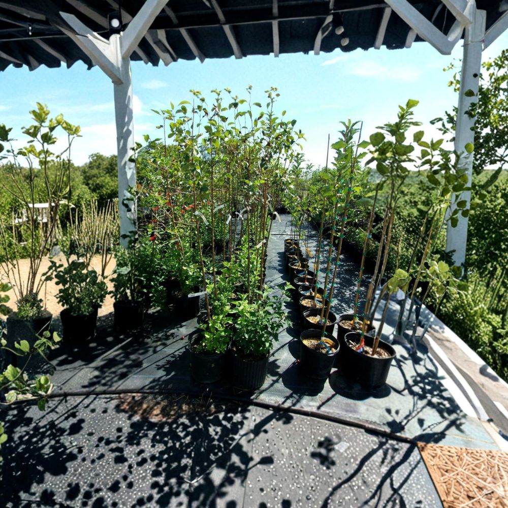 Calloway Fruiting Crabapple Tree – 8–9 Feet Tall Ornamental & Wildlife Friendly