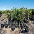 Shinko Asian Pear Tree – Live Fruit Tree 4–6 Feet Tall | Sweet Crisp Pears | Productive Orchard Variety