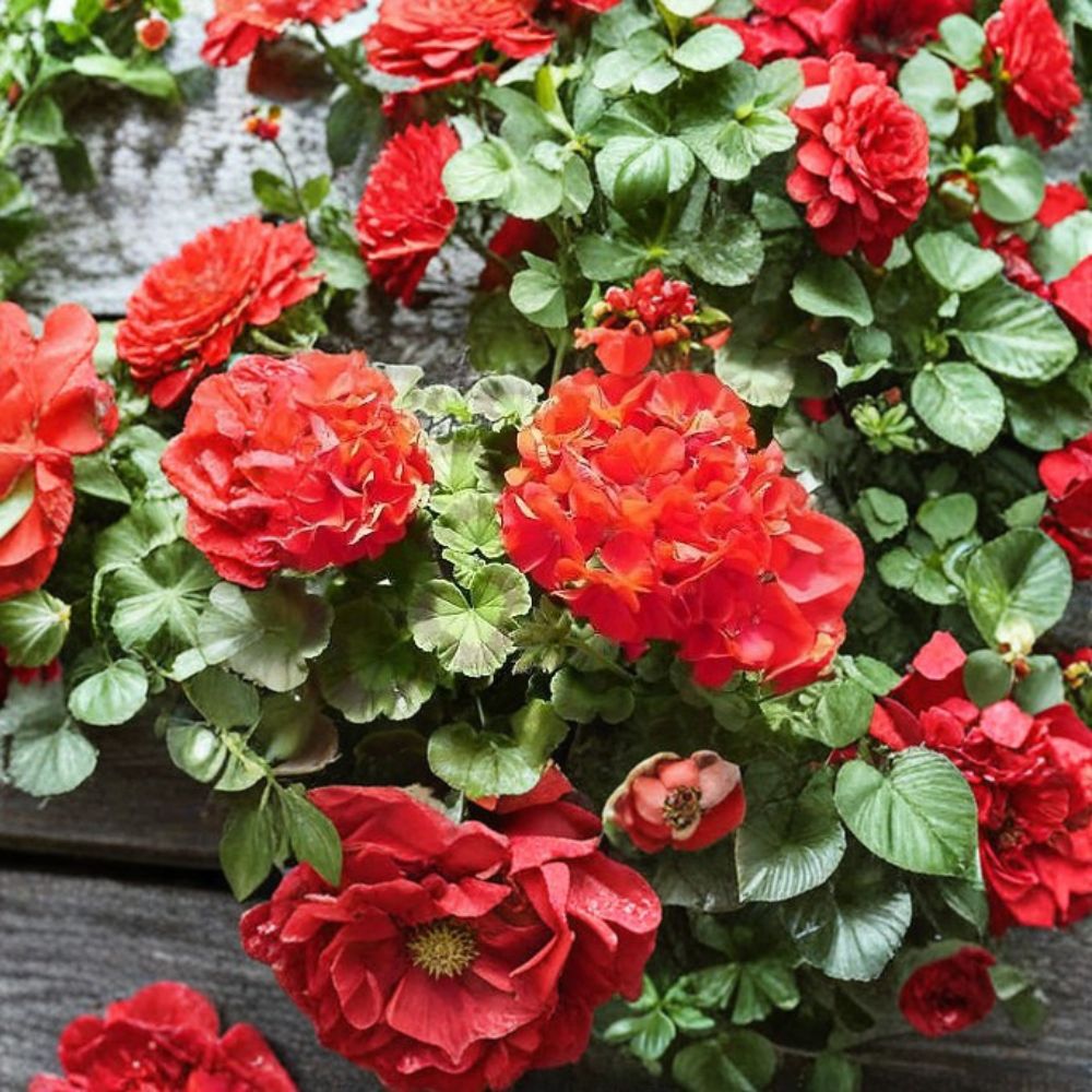 Ringo 2000 Deep Red Geranium Seeds – 100 Pelargonium Seeds for Vibrant Garden Flowers