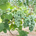Niagara Grape Cuttings – 5 Pack | Vitis labrusca White Grape Propagation | US Seller