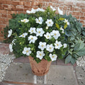 Gardenia Seeds – Gardenia jasminoides Cape Jasmine | 20+ Seeds | Fragrant White Flowering Evergreen Shrub