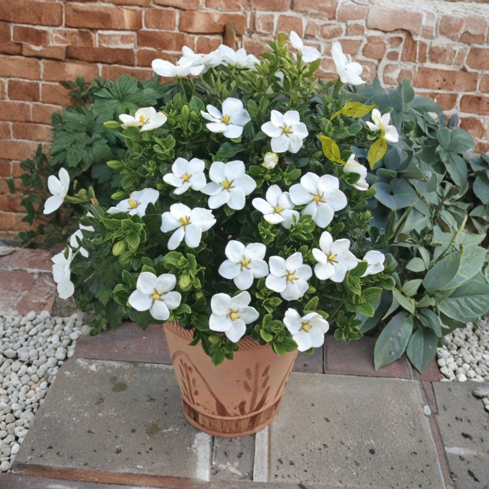Gardenia Seeds – Gardenia jasminoides Cape Jasmine | 20+ Seeds | Fragrant White Flowering Evergreen Shrub